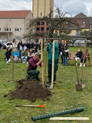 SIGMA-Mitarbeiter pflanzen einen Baum